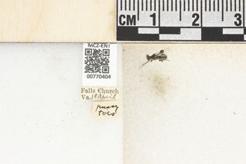 Media type: image;   Entomology 770404 Aspect: Labels